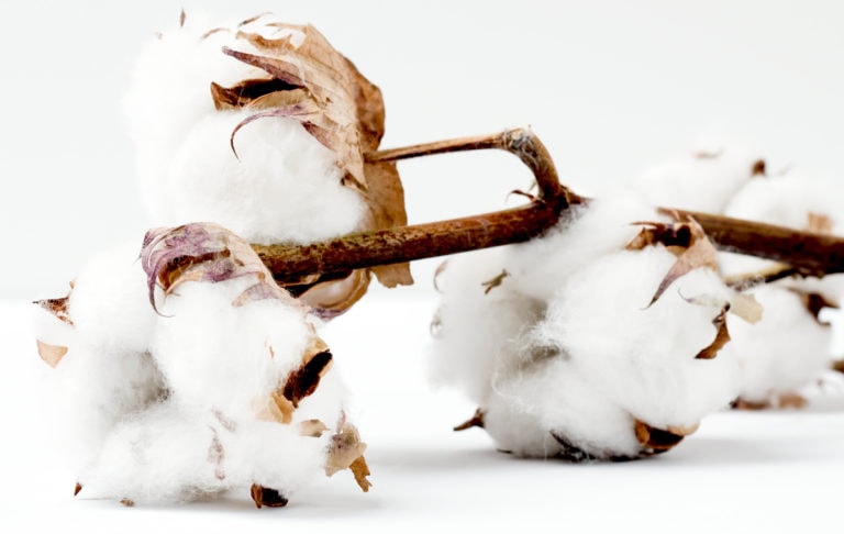 Cours du coton en Bourse | comment négocier le coton