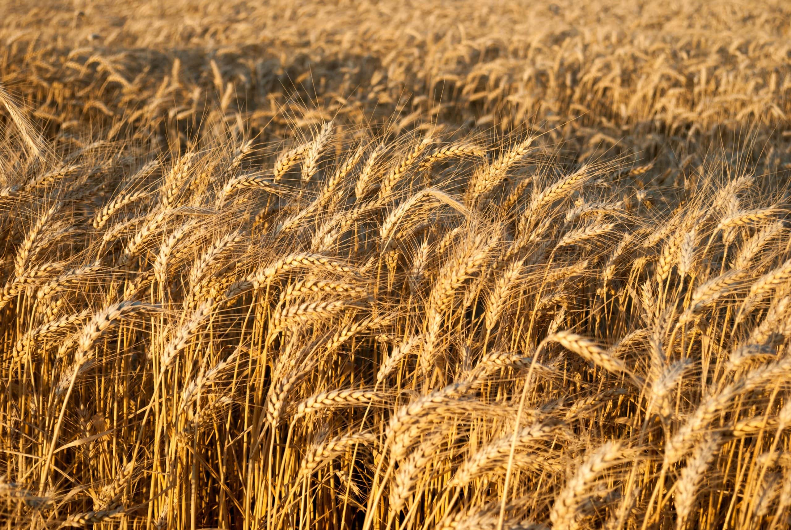 Cena pšenice a predikce vývoje jejího kurzu